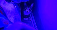 Milo joined the competition — help win amazing prizes! animal, bed, blue_light, cat, contrast, cozy, curious, explorer, feline, floor, indoor, mysterious, narrow_space, neon, paws, pet, quiet, shadow, wall, wide_eyes