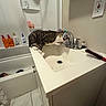 Milo is registered to the contest to win money with this photo: bathroom, bathtub, cabinet, cat, countertop, curious, domestic_animal, drinking, faucet, hairbrush, indoor, pet, shower, sink, tabby_cat, tile_floor, toiletries, wall_outlet, water, white