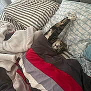Milo is registered to the contest to win money with this photo: bed, blanket, cat, comfortable, cozy, cute, domestic_animal, feline, fur, home, indoor, pet, pillow, relaxed, resting, sleepy, soft, stretching, striped, tabby
