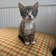 Milo joined the competition — help win amazing prizes! kitten, cat, tabby, indoor, curious, wide_eyes, white_paws, patterned_fabric, furniture, window, paneled_wall, pet, animal, cute, young, small, sitting, feline, domestic, cozy