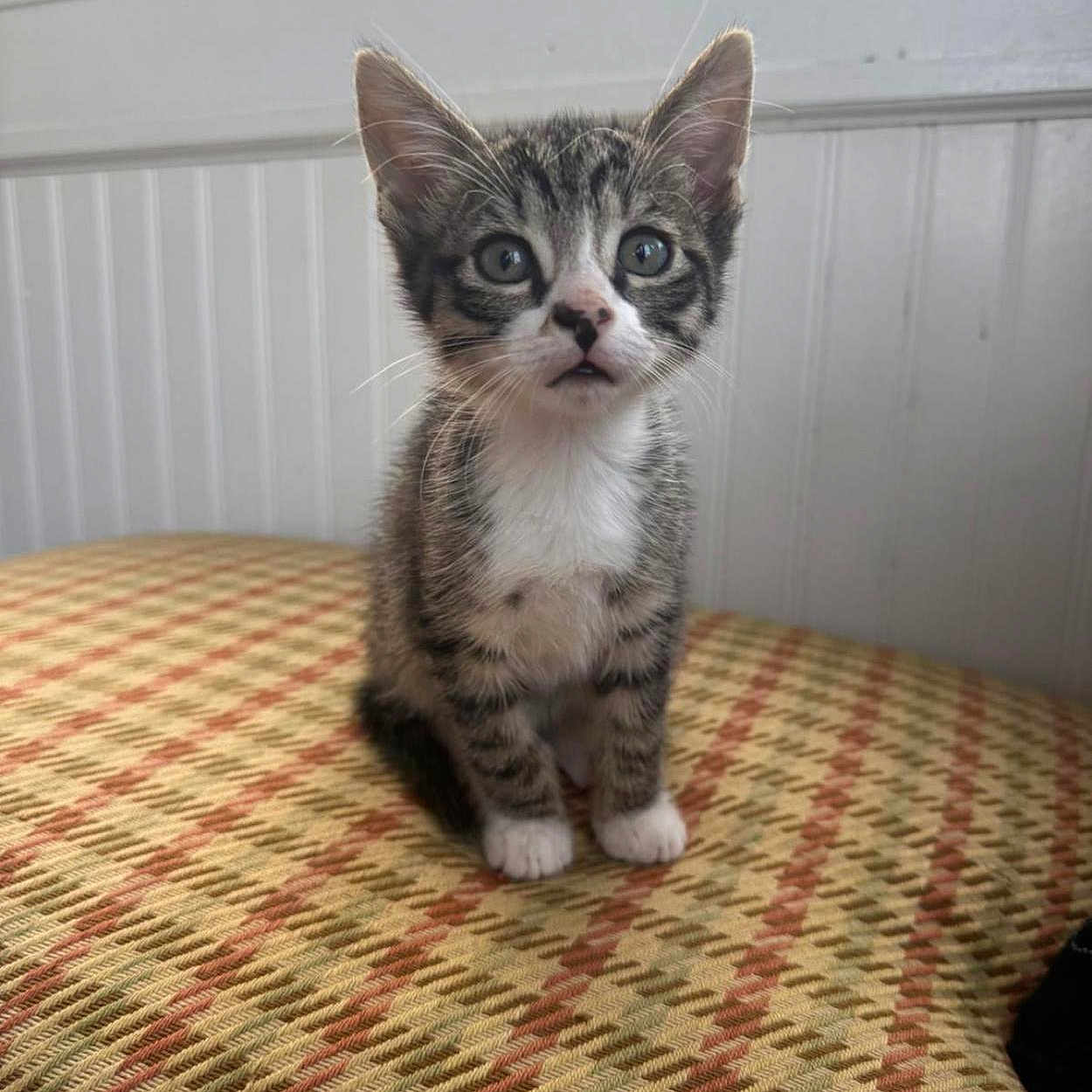 Milo joined the competition — help win amazing prizes! kitten, cat, tabby, indoor, curious, wide_eyes, white_paws, patterned_fabric, furniture, window, paneled_wall, pet, animal, cute, young, small, sitting, feline, domestic, cozy