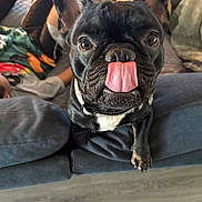 Luxy is registered to the contest to win money with this photo: dog, french_bulldog, tongue, pet, animal, close_up, indoor, couch, person, relaxing, black_dog, cute, funny_expression, home, floor, mammal, companion, domestic_animal, tongue_out, portrait