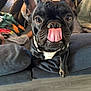 dog, french_bulldog, tongue, pet, animal, close_up, indoor, couch, person, relaxing, black_dog, cute, funny_expression, home, floor, mammal, companion, domestic_animal, tongue_out, portrait