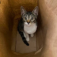 Maya a rejoint le concours — aidez-le/la à gagner de superbes lots ! animal, brown, cat, curious, cute, feline, indoor, kitten, looking_up, paper_bag, pet, playful, sitting, small, striped_tail, tabby, whiskers, white_paws, wide_eyes, young