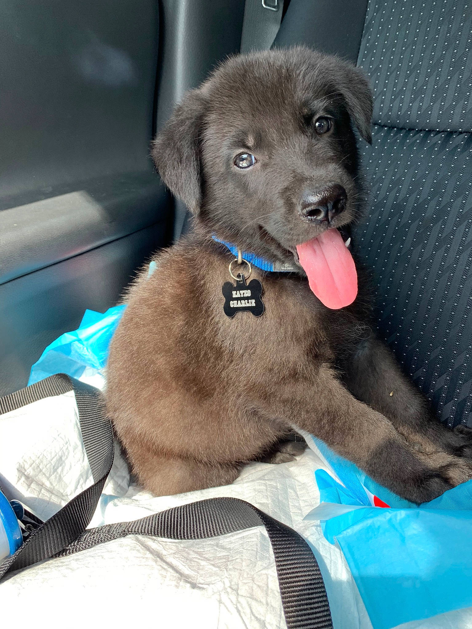 Kayzo Charlie joined the competition — help win amazing prizes! canidae, carnivore, companion_dog, dog, dog_breed, fawn, labrador_retriever, liver, mammal, puppy, retriever, snout, sporting_group, vertebrate