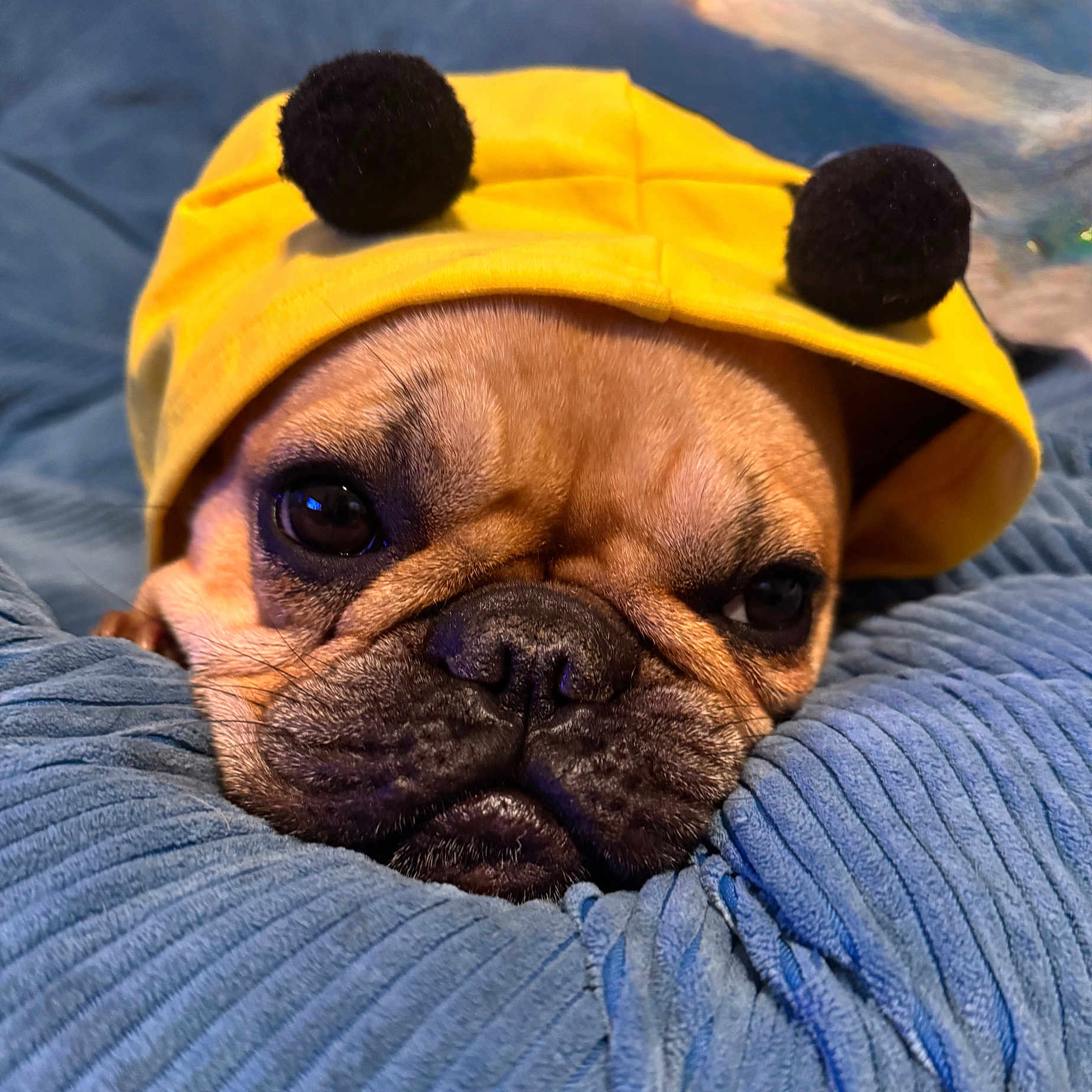 Chichi Penelope is registered to the contest to win money with this photo: animal, blanket, blue_blanket, close_up, cozy, cute, dog, french_bulldog, fur, grumpy_face, indoor, nose, pet, pom_poms, portrait, resting, sleepy, snuggling, whiskers, yellow_hat