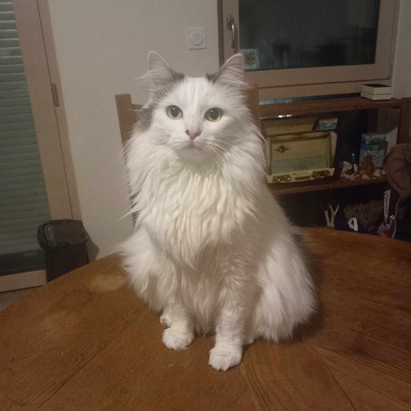 Suki participe au concours pour gagner de l'argent avec cette photo : cat, fluffy, white_cat, gray_patches, indoor, table, wooden_table, chair, window, sitting, pet, feline, curious_eyes, domestic_animal, cozy, vintage, shelf, homedecor, quiet, calm