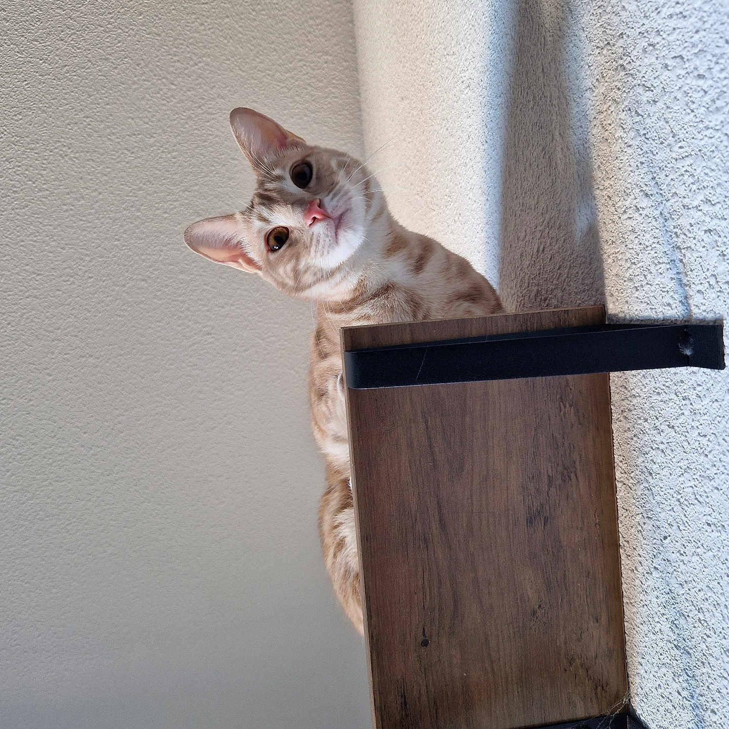 Custard participe au concours pour gagner de l'argent avec cette photo : abyssinian, accessories, animal, architecture, bookcase, cat, chair, egyptiancat, furniture, hardwood, indoors, kitten, mailbox, manx, pet, plywood, shelf, siamese, strap, wood