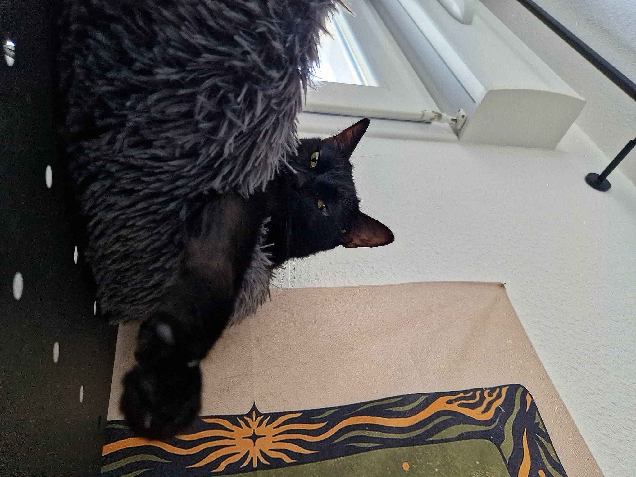 Bouddha participe au concours pour gagner de l'argent avec cette photo : black_cat, bombay, canidae, carmine, carnivore, cat, claw, comfort, dog_breed, domestic_short_haired_cat, felidae, flooring, fur, grey, small_to_medium_sized_cats, tail, terrestrial_animal, whiskers, window, wood