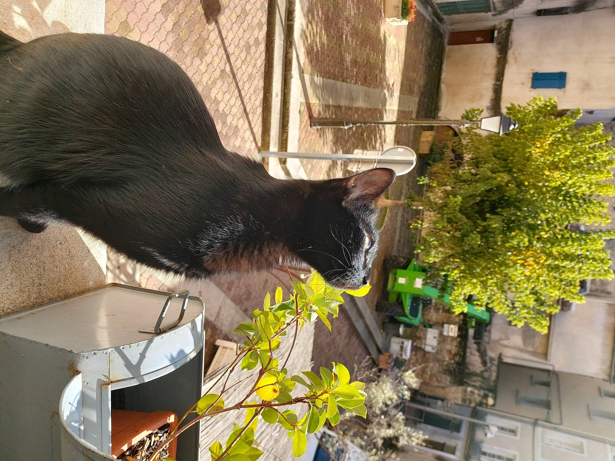 Bouddha participe au concours pour gagner de l'argent avec cette photo : black_cat, carnivore, cat, domestic_short_haired_cat, felidae, havana_brown, plant, small_to_medium_sized_cats, tail, whiskers