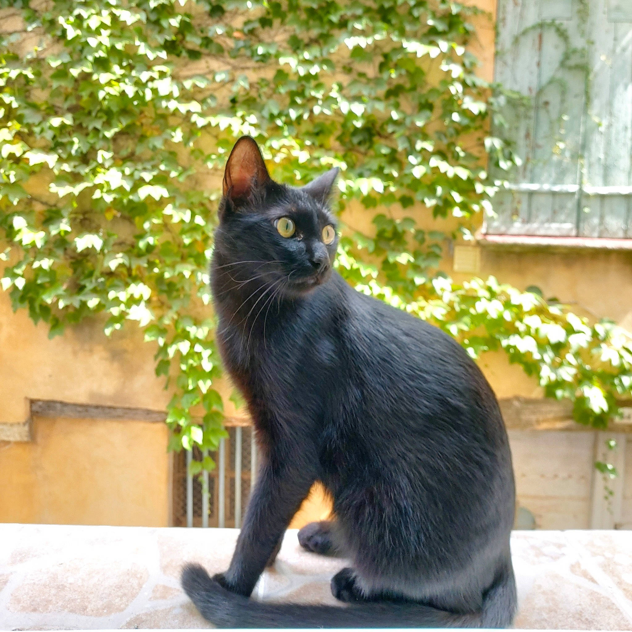 Bouddha a rejoint le concours — aidez-le/la à gagner de superbes lots ! asian, black_cat, bombay, burmese, carnivore, cat, domestic_short_haired_cat, european_shorthair, felidae, havana_brown, korat, mammal, russian_blue, small_to_medium_sized_cats, snout, tail, vertebrate, whiskers