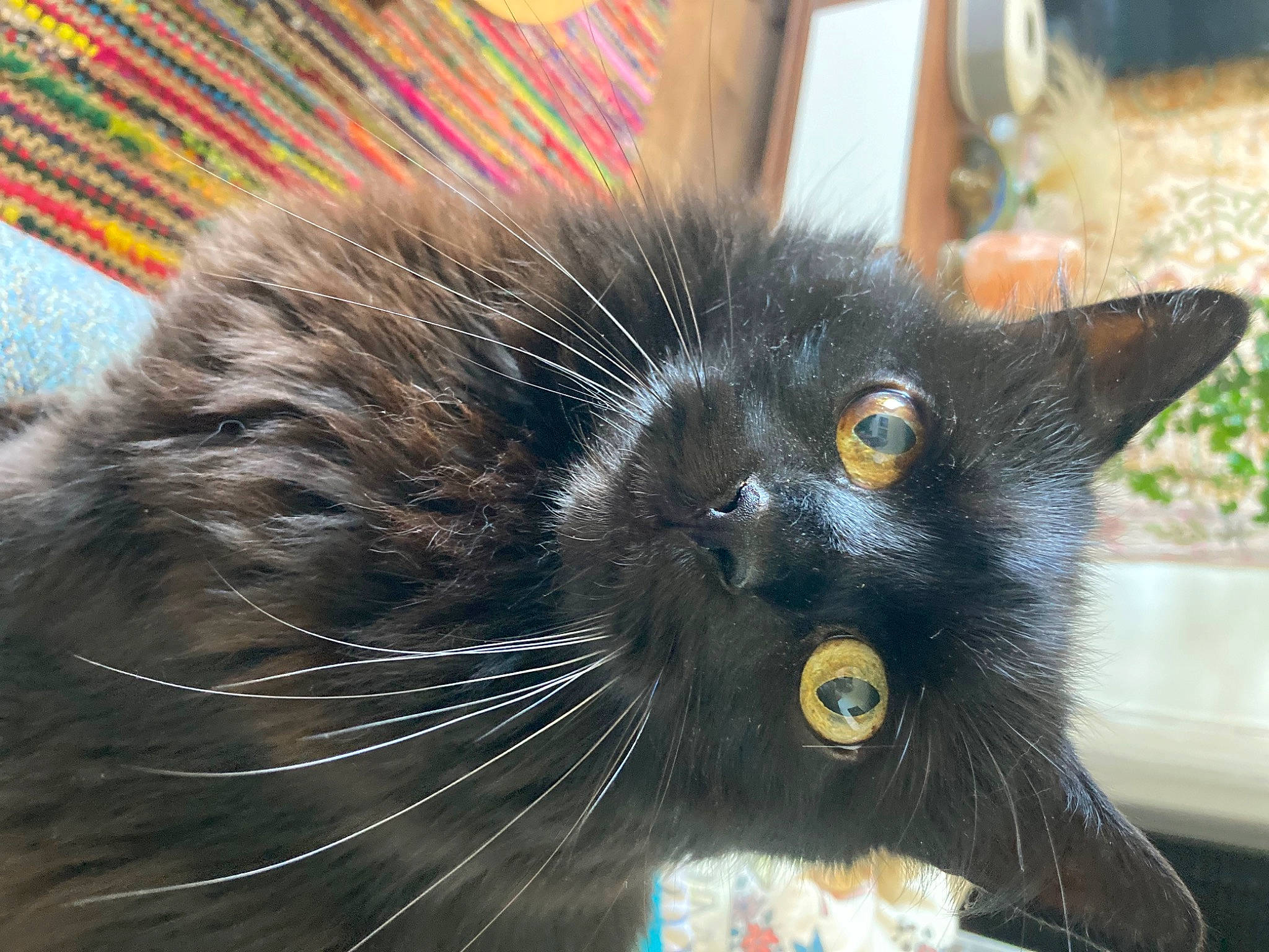 Maki participe au concours pour gagner de l'argent avec cette photo : black_cat, carnivore, cat, claw, domestic_short_haired_cat, eye, felidae, fur, hair, head, iris, nose, paw, plant, sitting, small_to_medium_sized_cats, snout, tail, terrestrial_animal, whiskers