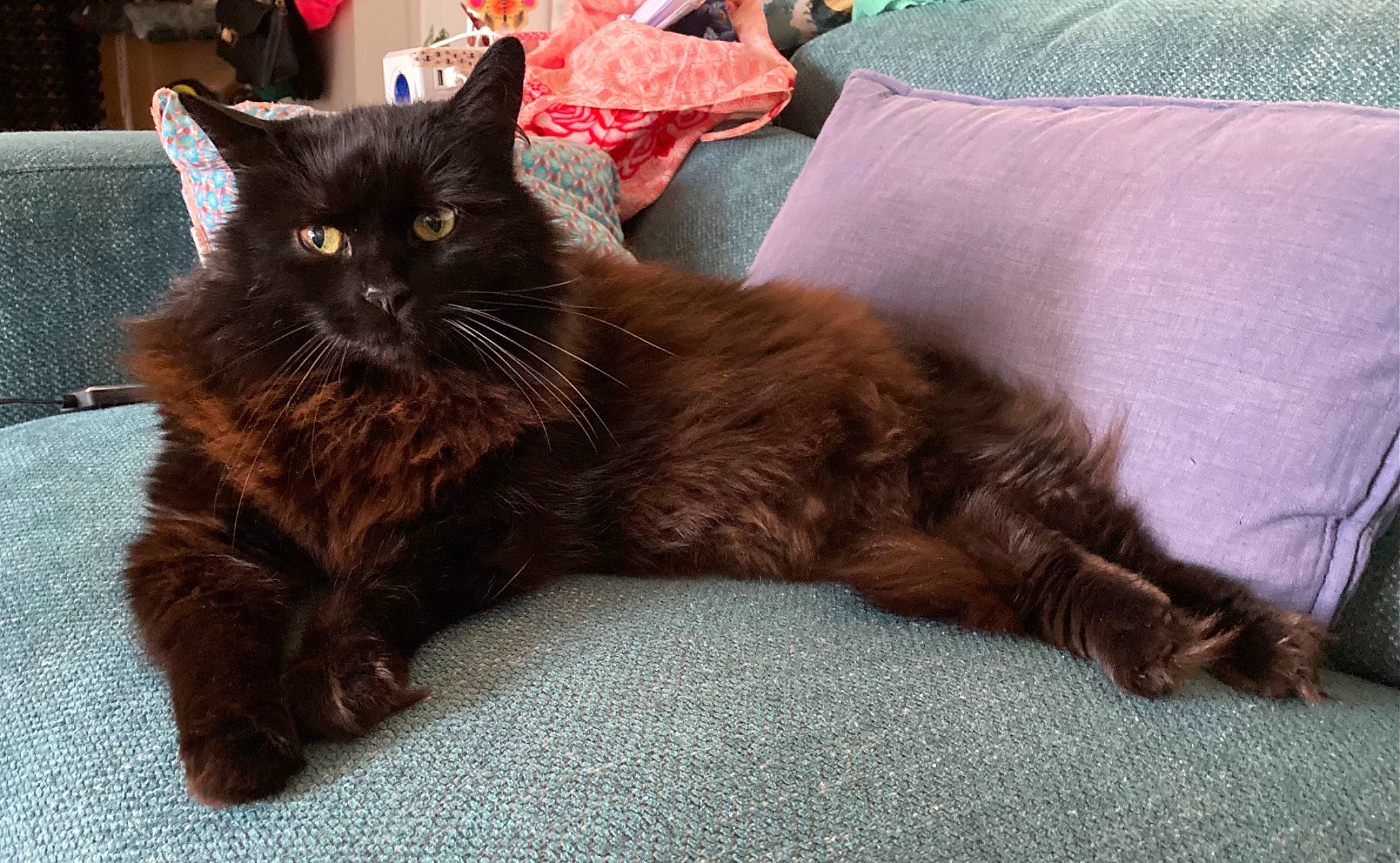 Maki participe au concours pour gagner de l'argent avec cette photo : black_cat, bombay, carnivore, cat, claw, comfort, domestic_short_haired_cat, felidae, fur, nap, paw, sitting, small_to_medium_sized_cats, snout, tail, terrestrial_animal, whiskers