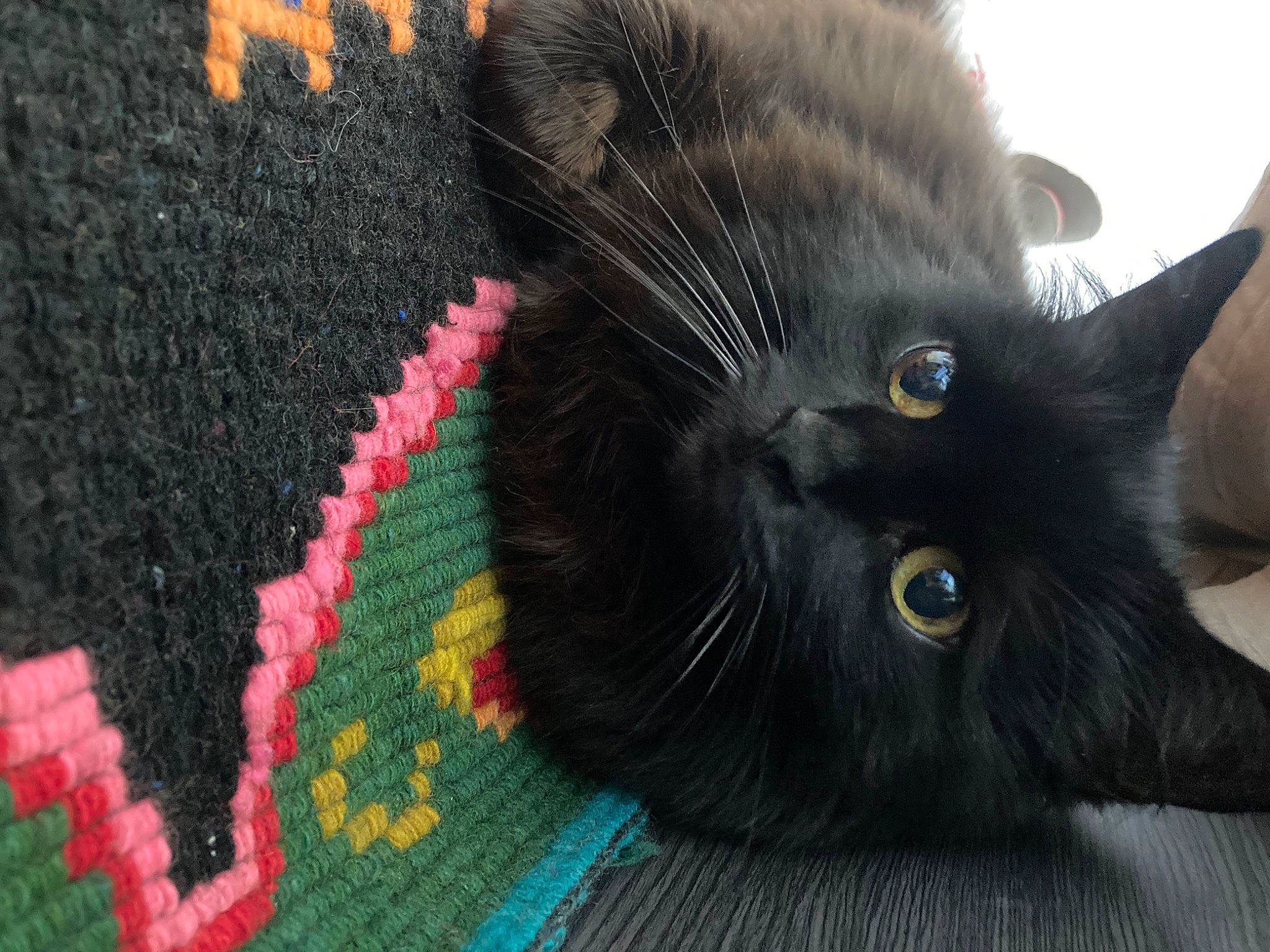 Maki a rejoint le concours — aidez-le/la à gagner de superbes lots ! black_cat, bombay, cap, carnivore, cat, claw, comfort, domestic_short_haired_cat, felidae, fur, pattern, paw, plant, small_to_medium_sized_cats, snout, tail, weaving, whiskers, woolen, woven_fabric