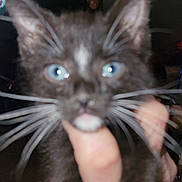 Evie is registered to the contest to win money with this photo: kitten, cat, black_and_white, blue_eyes, whiskers, close_up, hand, indoor, pet, animal, feline, young, cute, fur, portrait, domestic_cat, blurry, face, holding