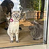 cat, cats, glass_door, reflection, blue_eyes, collar, indoor, outdoor, backyard, tree, fence, wood_floor, curious, pet, animal, sunlight, shadow, portrait, window, person_reflection