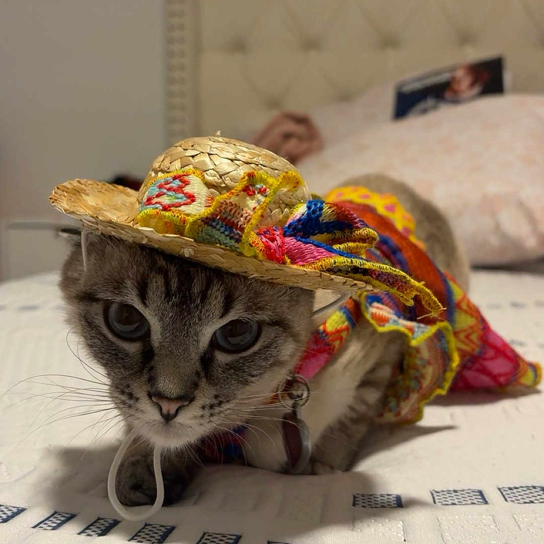 Misue joined the competition — help win amazing prizes! cat, hat, costume, bed, indoor, pet, curious, colorful, fabric, headwear, feline, closeup, portrait, domestic_animal, textile, cute, animal, resting, patterned, funny