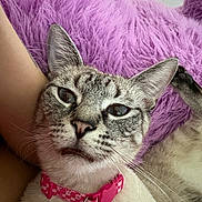 Misue joined the competition — help win amazing prizes! cat, pet, close_up, collar, bell, fur, whiskers, ear, nose, eye, purple_pillow, fluffy, relaxed, indoor, cozy, animal, mammal, cute, portrait, resting