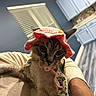 Misue is registered to the contest to win money with this photo: cat, pet, hat, crocheted_hat, costume, floral_outfit, indoor, human_hand, window_blinds, kitchen, blue_wall, white_cabinets, curious, wide_eyes, feline, domestic_animal, animal_portrait, close_up, cute, cozy