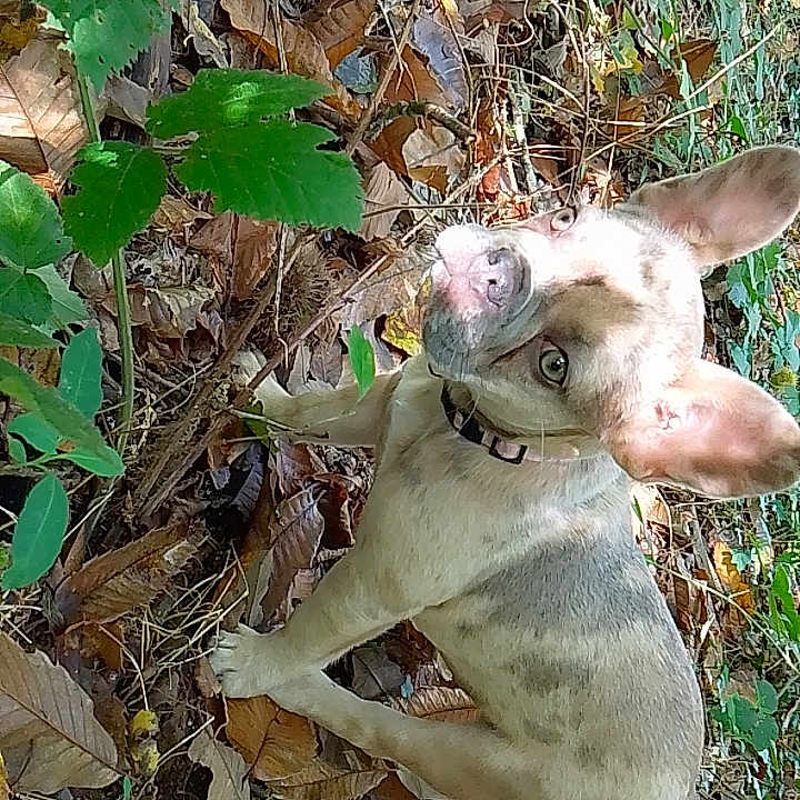 Adha participe au concours pour gagner de l'argent avec cette photo : animal, autumn_leaves, brown, canine, collar, curious, daylight, dog, ears, forest_floor, green_leaves, looking_up, mixed_breed, nature, outdoor, pet, playful, white, wildlife, young_dog