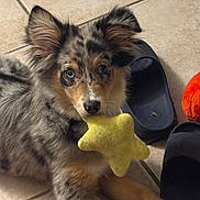 Willow joined the competition — help win amazing prizes! animal, black, blue_eyes, brown, cute, dog, domestic, ears, fur, indoor, lying_down, orange_ball, pet, plush_toy, puppy, relaxed, slippers, tile_floor, toy, yellow_star