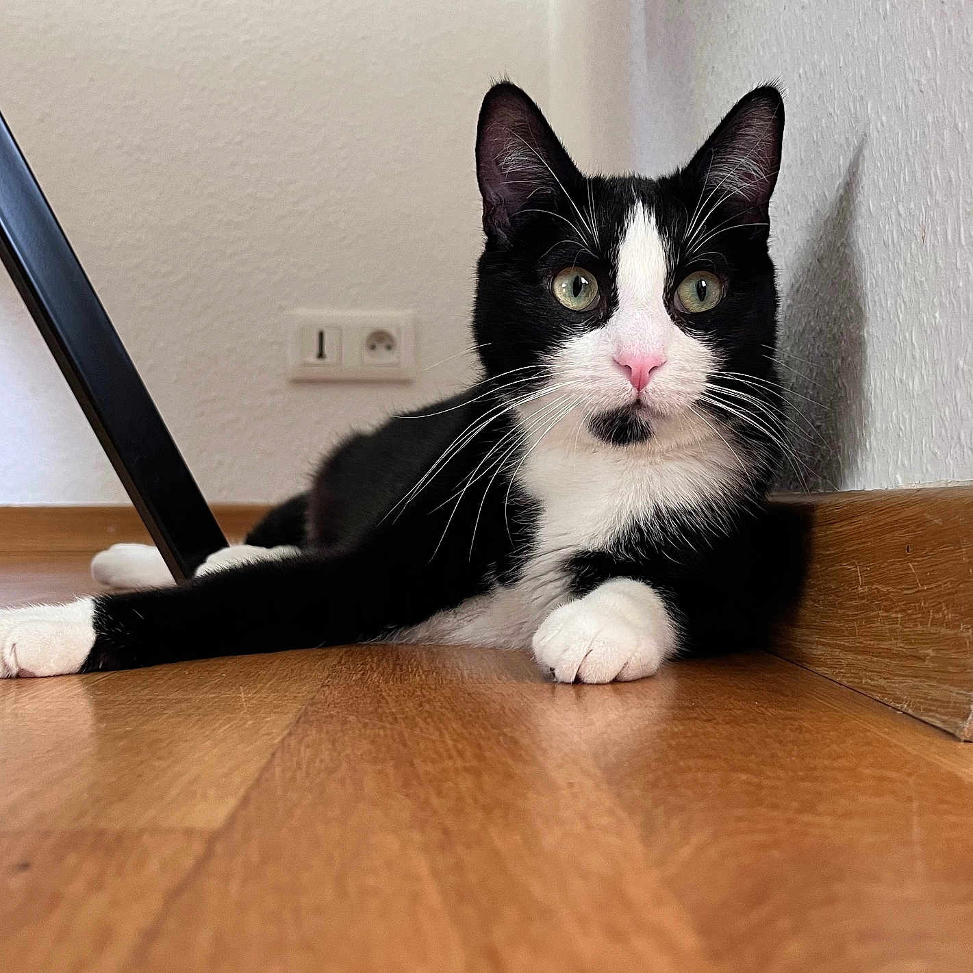 Hollywood a rejoint le concours — aidez-le/la à gagner de superbes lots ! abyssinian, animal, cat, computer, egyptiancat, electronics, hardwood, indoors, interiordesign, kitten, laptop, manx, pc, pet, plywood, stainedwood, wood