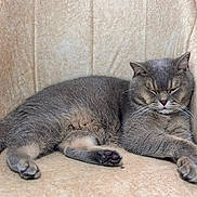 Sushi a rejoint le concours — aidez-le/la à gagner de superbes lots ! cat, sleeping_cat, domestic_cat, gray_cat, feline, pet, paw, paw_pad, jellybeans, whiskers, cozy, armchair, upholstery, indoor, relaxed, sleepy, portrait, close_up, chonk, mammal