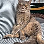 Sushi a rejoint le concours — aidez-le/la à gagner de superbes lots ! cat, feline, pet, grey_cat, tabby, amber_eyes, whiskers, fluffy_fur, paws, tail, sitting, relaxed, closeup, portrait, striped_bedding, cushion, indoor, home, chair, cozy
