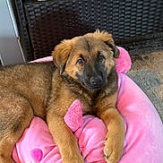 Sophie is registered to the contest to win money with this photo: puppy, dog, pet, animal, cute, fluffy, pink_bed, plush, indoors, cozy, furniture, cushion, brown_fur, resting, young_dog, canine, soft_texture, looking_at_camera, adorable, relaxed