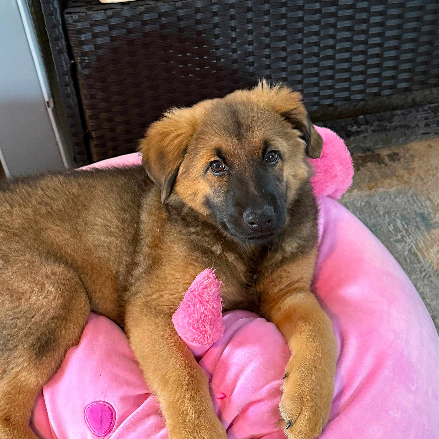 Sophie is registered to the contest to win money with this photo: adorable, animal, brown_fur, canine, cozy, cushion, cute, dog, fluffy, furniture, indoors, looking_at_camera, pet, pink_bed, plush, puppy, relaxed, resting, soft_texture, young_dog