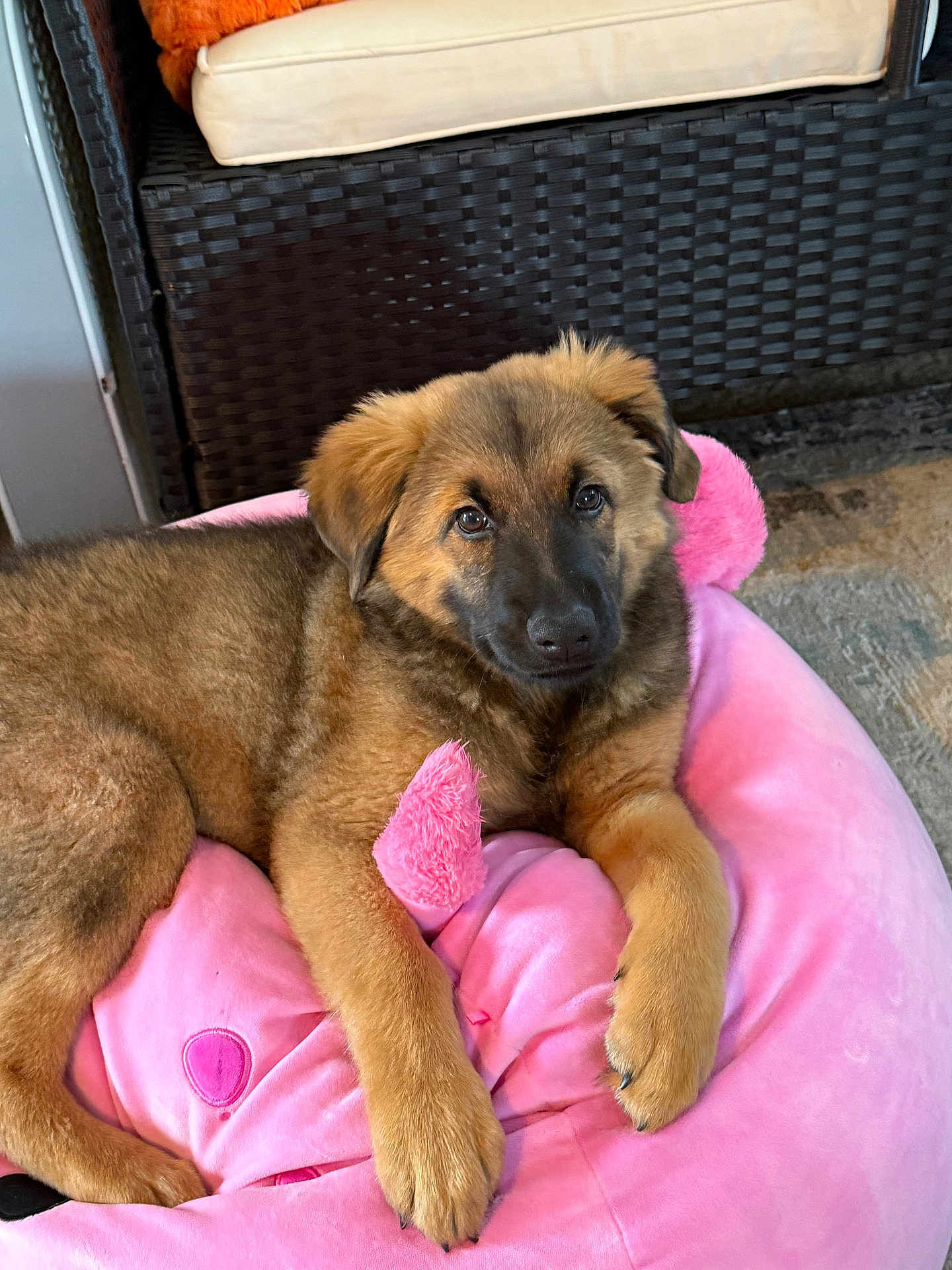Sophie is registered to the contest to win money with this photo: puppy, dog, pet, animal, cute, fluffy, pink_bed, plush, indoors, cozy, furniture, cushion, brown_fur, resting, young_dog, canine, soft_texture, looking_at_camera, adorable, relaxed