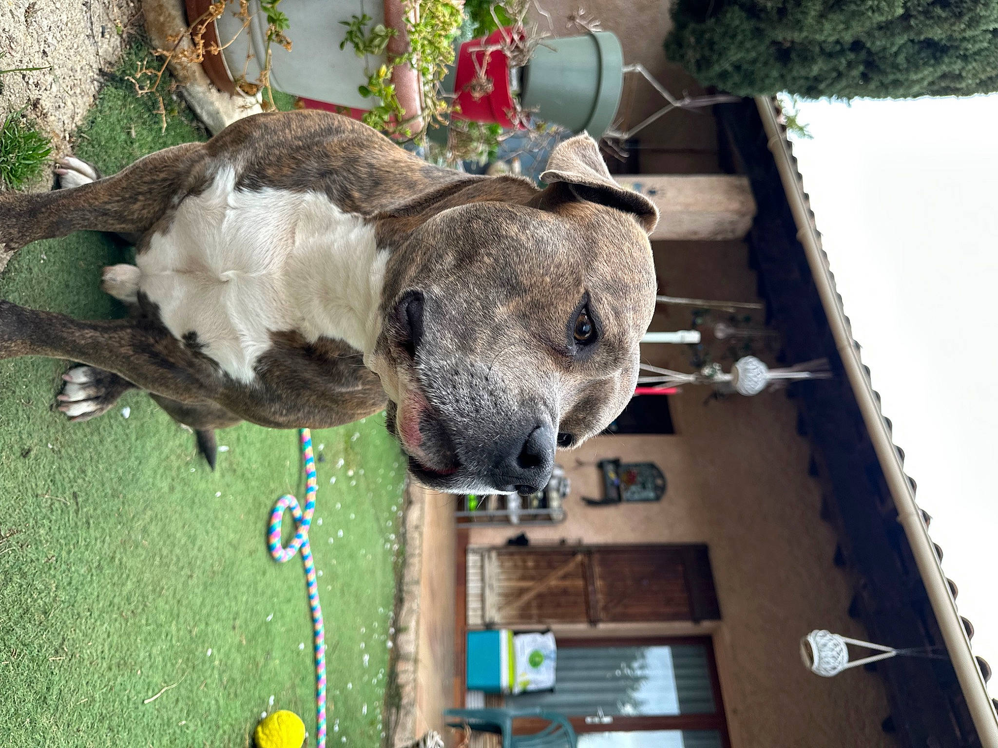 Reis a rejoint le concours — aidez-le/la à gagner de superbes lots ! art, building, canidae, collar, companion_dog, dog, dog_breed, fawn, fur, grass, house, non_sporting_group, pack_animal, pet_supply, plant, snout, sporting_group, tree, window, working_animal