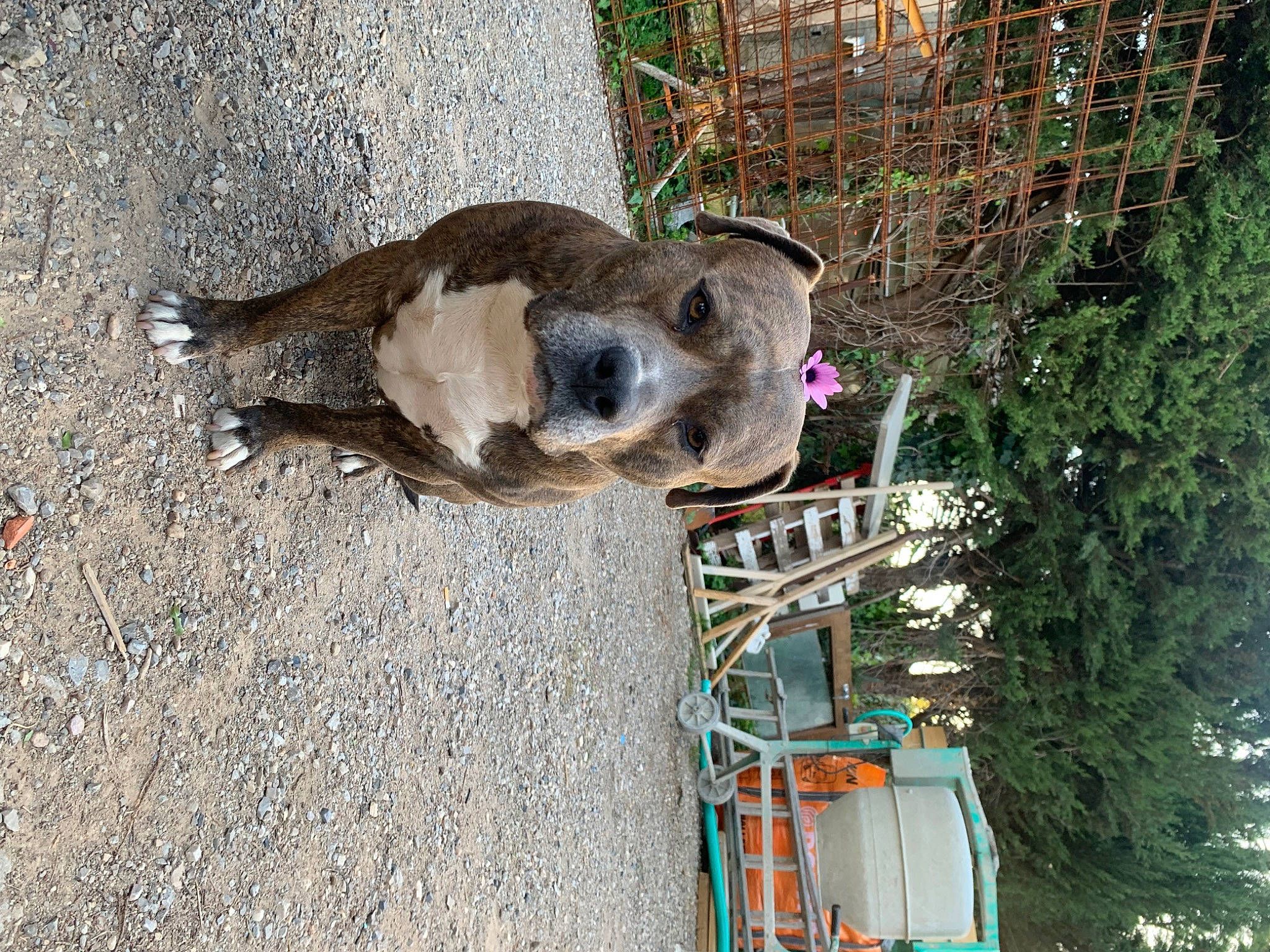 Reis a rejoint le concours — aidez-le/la à gagner de superbes lots ! canidae, carnivore, dog_breed, fawn, fence, fur, marsupial, mesh, pet_supply, plant, snout, sporting_group, terrestrial_animal, tree