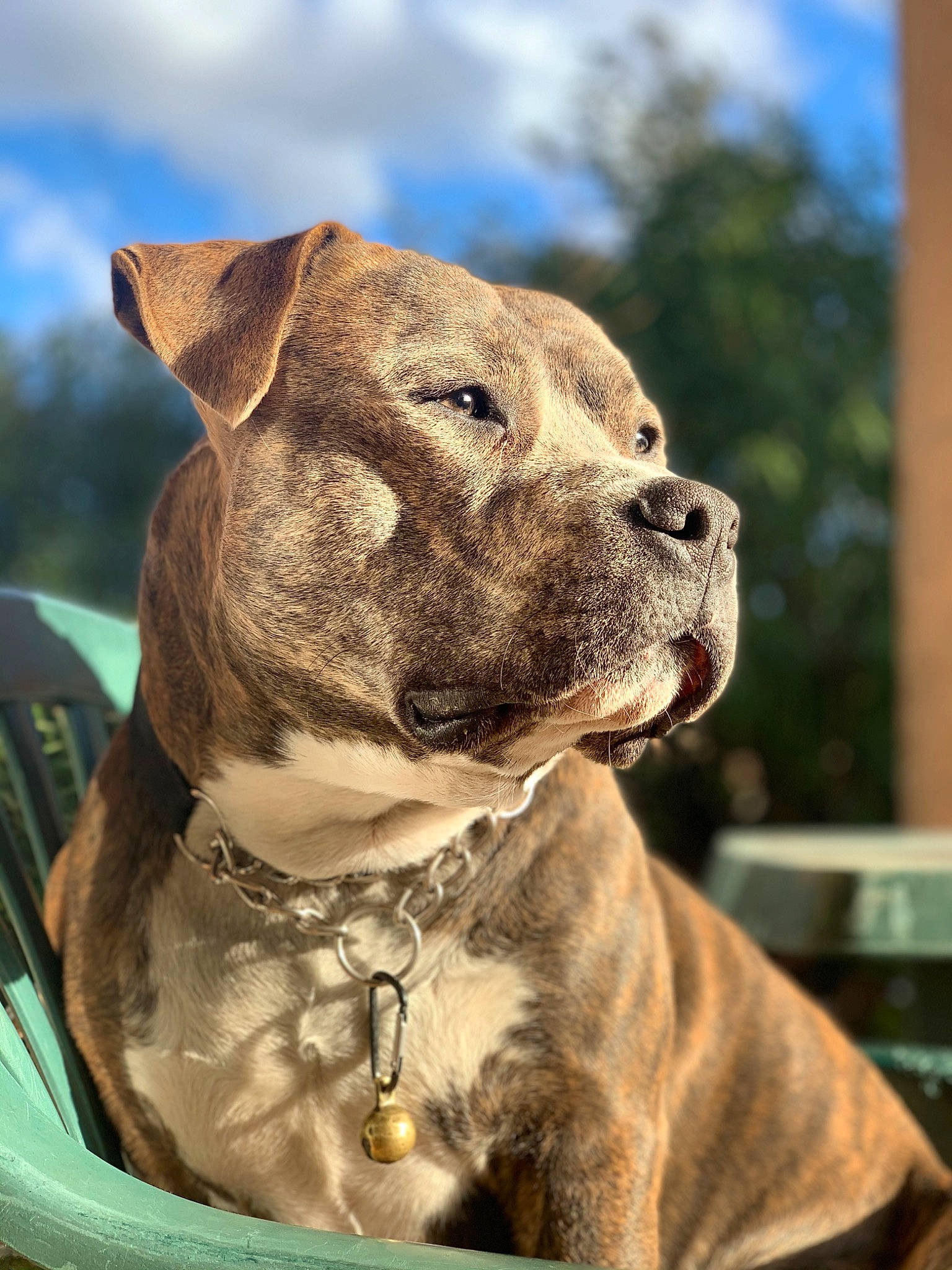 Reis a rejoint le concours — aidez-le/la à gagner de superbes lots ! ancient_dog_breeds, canidae, carnivore, cloud, collar, companion_dog, dog, dog_breed, dog_collar, fawn, leash, molosser, non_sporting_group, pet_supply, sky, sporting_group, whiskers, working_animal, working_dog, wrinkle