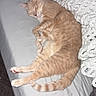 cat, orange_tabby, sleeping, sleepy, pet, animal, feline, bed, bedding, blanket, gray_sheet, curled_tail, striped_fur, paws, indoors, bedroom, cozy, relaxed, nap, photograph