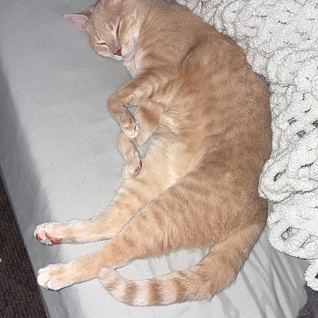Pumpkin is registered to the contest to win money with this photo: cat, orange_tabby, sleeping, sleepy, pet, animal, feline, bed, bedding, blanket, gray_sheet, curled_tail, striped_fur, paws, indoors, bedroom, cozy, relaxed, nap, photograph
