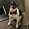 dog, pet, sunglasses, bow_tie, formalwear, sitting, couch, laptop, indoor, portrait, funny, fashion, accessories, black_and_white, small_dog, living_room, furniture, canine, stylish, photography