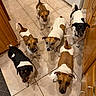 Jackpack is registered to the contest to win money with this photo: animal_photography, black_and_white, brown_and_white, canines, collars, curious, dogs, group, indoor, jack_russell_type, kitchen, looking_up, mixed_breed, pets, portrait, seven_dogs, short_hair, tails, tile_floor, wooden_cabinets