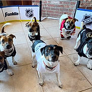 Jackpack is registered to the contest to win money with this photo: animal_photography, brick_wall, canine, costumes, dogs, franklin_branding, group_portrait, hockey, hockey_goal, hockey_jerseys, indoor, looking_at_camera, nhl_logo, pets, rink, rink_boards, six_dogs, sporting_event, sports, tile_floor