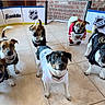 animal_photography, brick_wall, canine, costumes, dogs, franklin_branding, group_portrait, hockey, hockey_goal, hockey_jerseys, indoor, looking_at_camera, nhl_logo, pets, rink, rink_boards, six_dogs, sporting_event, sports, tile_floor