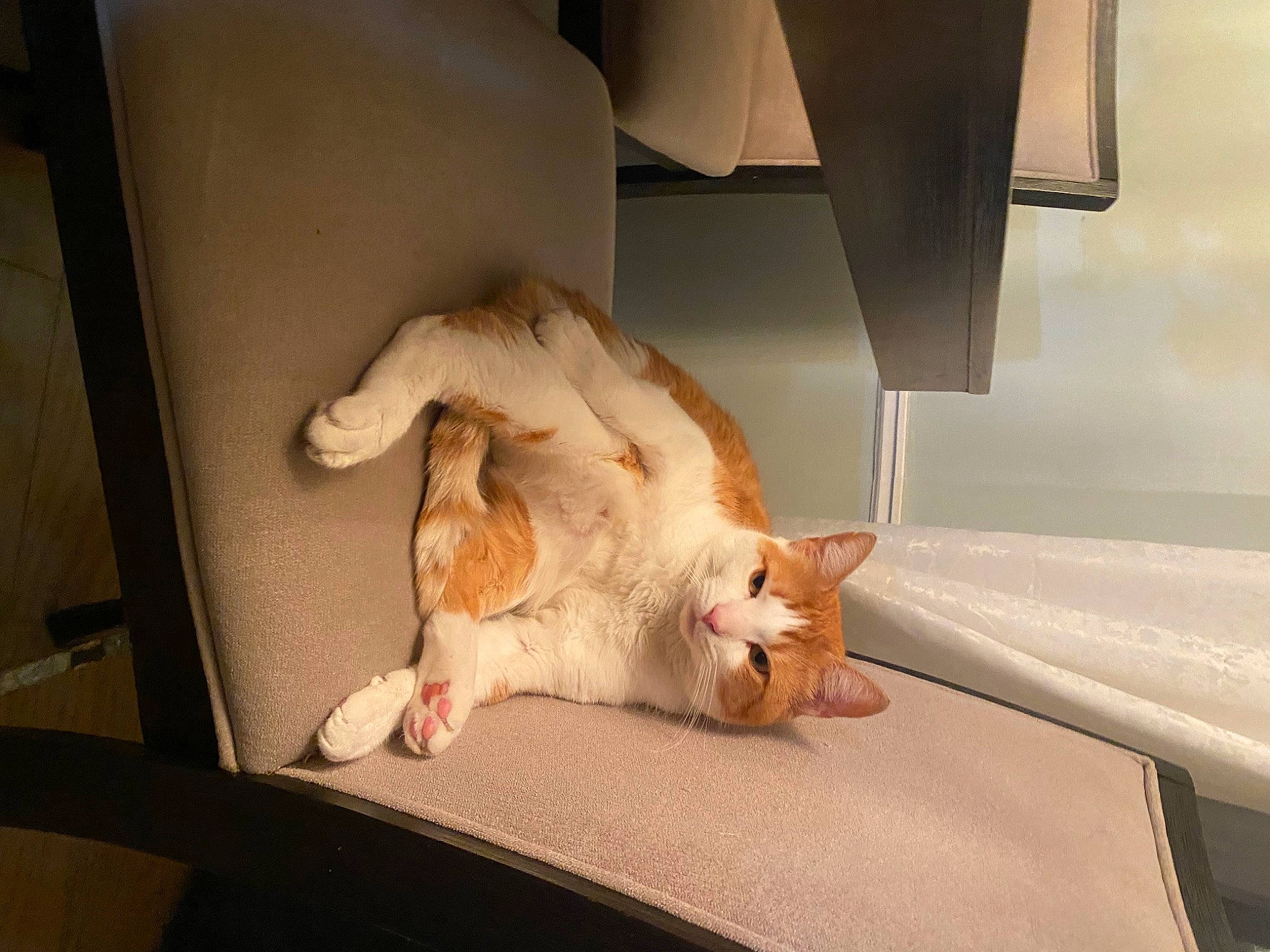 Thor is registered to the contest to win money with this photo: canidae, carnivore, cat, chair, comfort, companion_dog, dog_breed, domestic_short_haired_cat, eye, fawn, felidae, fur, paw, room, small_to_medium_sized_cats, snout, sporting_group, tail, whiskers, wood