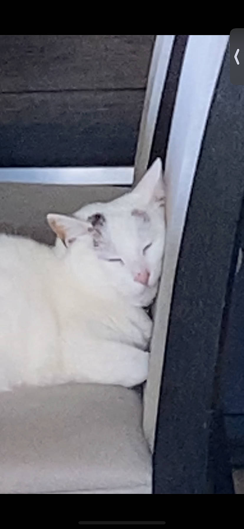 Artemis is registered to the contest to win money with this photo: auto_part, automotive_exterior, automotive_tire, automotive_wheel_system, carnivore, cat, domestic_short_haired_cat, felidae, fender, fur, metal, rim, small_to_medium_sized_cats, tail, tire_care, vehicle_door, whiskers, windshield