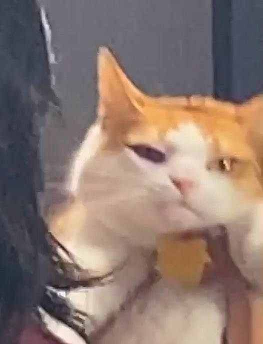 Thor is registered to the contest to win money with this photo: art, carnivore, cat, fawn, felidae, fur, photo_caption, small_to_medium_sized_cats, tail, terrestrial_animal, toy, whiskers