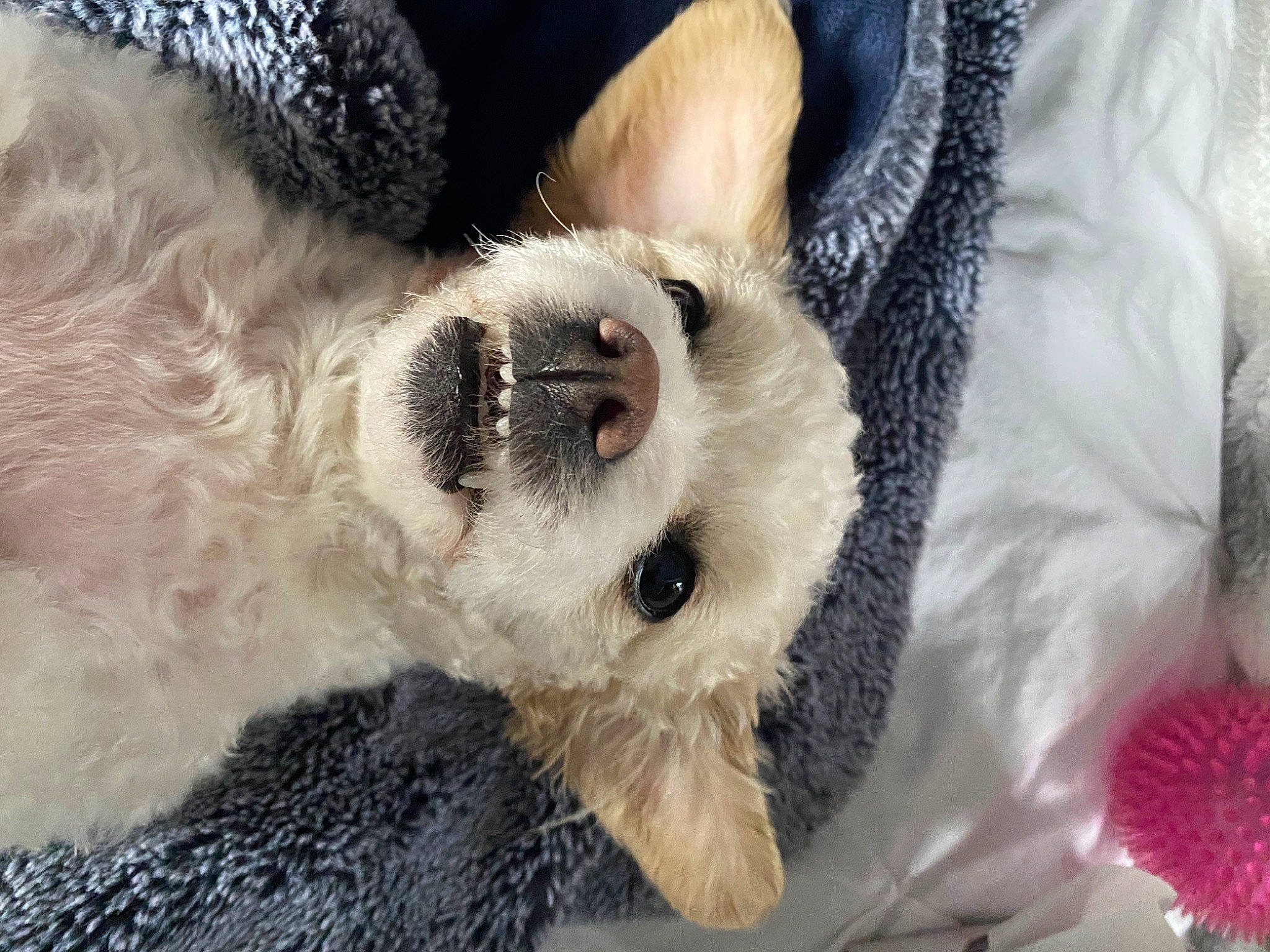 Minnie is registered to the contest to win money with this photo: canidae, carnivore, claw, collar, companion_dog, dog, dog_breed, dog_collar, fawn, fur, non_sporting_group, paw, puppy_love, small_to_medium_sized_cats, snout, sporting_group, terrier, toy_dog, whiskers, working_animal