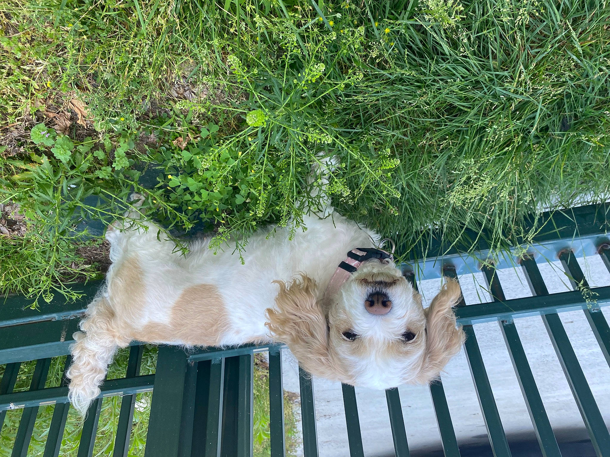 Cookie is registered to the contest to win money with this photo: canidae, carnivore, companion_dog, dog, dog_breed, fawn, felidae, fur, grass, groundcover, herb, mammal, plant, small_to_medium_sized_cats, sporting_group, tail, tree, vertebrate, whiskers, wood