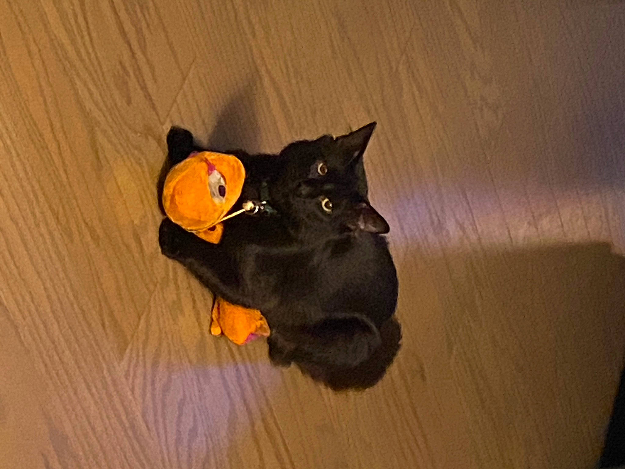 Loki joined the competition — help win amazing prizes! black_cat, brown, canidae, carnivore, cat, comfort, dog_breed, fawn, felidae, floor, flooring, fur, hardwood, small_to_medium_sized_cats, snout, tail, terrestrial_animal, whiskers, wood, wood_flooring