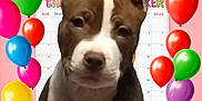 Who Dat is registered to the contest to win money with this photo: animal, balloon, birthdaycake, bostonbull, boxer, bulldog, cake, canine, cream, dog, envelope, greetingcard, mail, people, person, pet, pitbull, purple, sphere, text