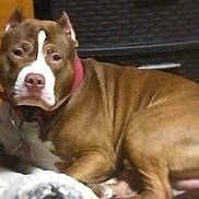 Who Dat joined the competition — help win amazing prizes! animal, bed, brown, canine, closeup, collar, companion, cute, dog, domestic, furniture, house, indoor, laying, mammal, pet, portrait, relaxed, resting, white