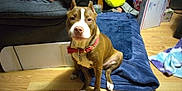 Who Dat is registered to the contest to win money with this photo: animal, ball, blanket, bostonbull, bulldog, canine, couch, cushion, dog, furniture, hardwood, homedecor, hound, pet, pitbull, puppy, sport, tennis, tennisball, wood