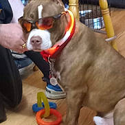 Who Dat is registered to the contest to win money with this photo: dog, sunglasses, glowing_collar, brown_dog, indoor, wooden_floor, toys, person, sitting, collar, orange, blue, hand, shoe, furniture, pet, domestic_animal, floor, leash, indoor_lighting
